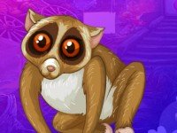 Slender Loris Escape