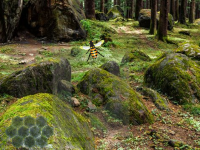 Mossy Rock Forest Escape