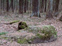 Stone Forest