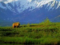 Denali National Park